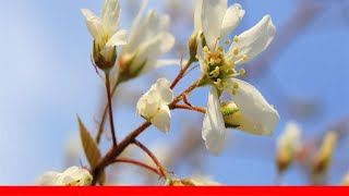 9 Recommended Species Of Serviceberry Trees And Shrubs 🛋️ [upl. by Geilich]