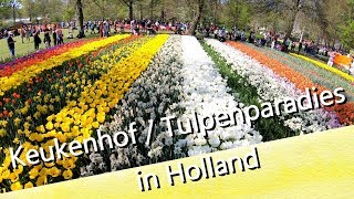 02 Keukenhof Garden 2019 eine Tulpenbracht die man nicht für möglich hält in Holland [upl. by Annasus]