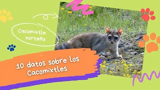 10 datos sobre los Cacomixtles [upl. by Feola13]