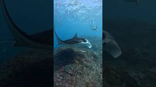 Mysterious Giants of the Ocean Uncovering the Secrets of the Manta Ray shortsviral facts ocean [upl. by Prunella]