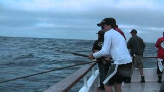 Orca Eats Bluefin at the Bow Red Rooster 4 Day July 2012 [upl. by Essa]