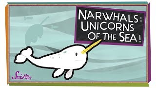 Narwhals Unicorns of the Sea [upl. by Williamson792]