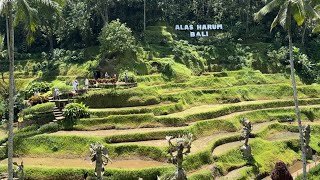 Exploring Balis Stunning Rice Terraces A Breathtaking Journey Through Paradise Alas Harum Ubud [upl. by Doniv]