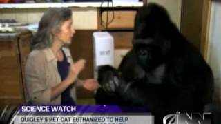 Scientists Successfully Teach Gorilla It Will Die Someday [upl. by Oderfla]