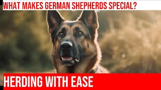 Herding Sheep with German Shepherds Precision amp Control [upl. by Ethyl]