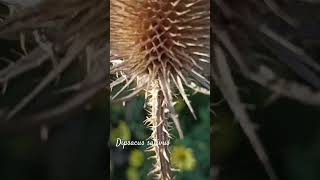 Funny dipsacus sativus or fullers teasel shorts herbarium [upl. by Pogah]