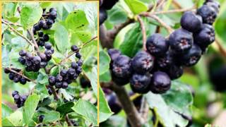 Top 10 Tips on Planting and Growing Aronia Berries Chokeberries [upl. by Furnary]