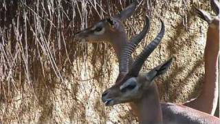 GERENUK [upl. by Damiano]