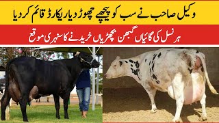 Subhan Dairy Farm  Girlando Cow In Pakistan  HF Cow  Cross Cow  Milking Cow  Pk Janwar Mandi [upl. by Joashus]