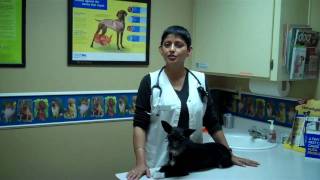 Phoenix Veterinarian Amrit Rai Introduces Sugarloaf Animal Clinic and Team [upl. by Anirbas55]