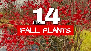 🌹 Red Plants for Amazing Fall Color in the Garden [upl. by Claudell728]