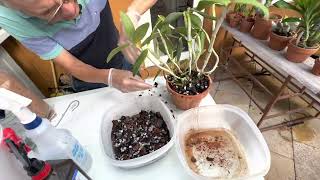 How I repot my Cattleya loddigesii or any bifoliate Cattleya [upl. by Fanestil69]