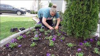 BACK IN THE GARDEN PLANTING UP THE FRONT GARDEN WITH BEAUTIFUL COLOR [upl. by Kulda]