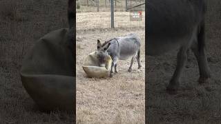 Lonely BC donkey rediscovers joy with yoga ball and new friends Cute [upl. by Booze]