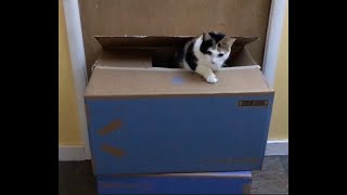 Cat in a boxagain [upl. by Oeramed]