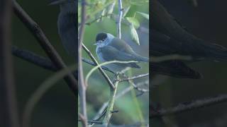 Besuch einer Mönchsgrasmücke  Visit of a Eurasian blackcap 22112024 [upl. by Gabriell]