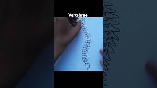 human vertebrae  types of vertebrae  Science diagrams [upl. by Esila]