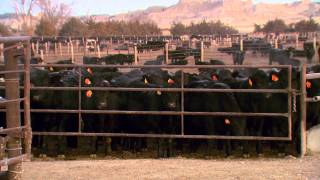 Angus VNR Genetics and management determine efficiency [upl. by Cohby717]