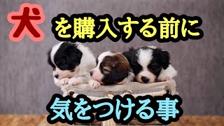 犬を購入する前に気をつける事‼️ [upl. by Zollie]