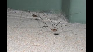 ¿Qué son los opiliones Los opiliones no son arañas 🕷 curiosidades sobre ellos [upl. by Ahsatsana]