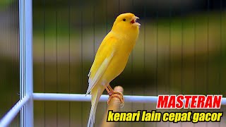 KENARI GACOR DOR SUARA JERNIH MASTERAN AMPUH BIKIN KENARI LAIN CEPAT GACOR [upl. by Ladnyc]