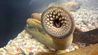 Lamprey 🩸 The BLOODSUCKER Monster of the River [upl. by Ozne]