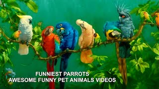 FUNNIEST PARROTS AWESOME FUNNY PET ANIMALS VIDEOS [upl. by Brigette]