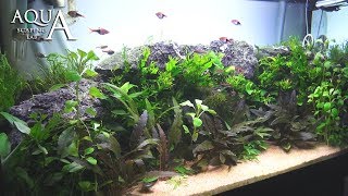 Aquascaping Lab  Tutorial Natural planted Aquarium quotAfrican Wallquot size 80x 35x45h 120L [upl. by Yate]