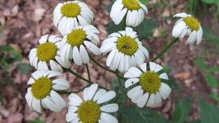 ERBA AMARA DEI BOSCHI  TANACETO CORIMBOSO  Tanacetum corymbosum Asteraceae [upl. by Varien182]