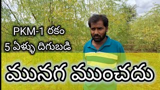 PKM1 మునగసాగుdrumstic cultivationmoringa cultivationmunaga cultivationdrumstic moringa farming [upl. by Maure]