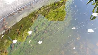 tadpoles swimming in pond [upl. by Knox]