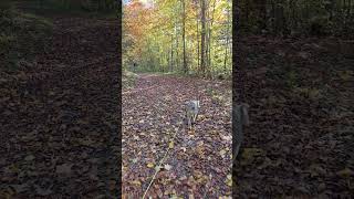 Spaziergang im Wald nature hund wandernmithund herbst happydog forest wald herbstfarben [upl. by Groveman]