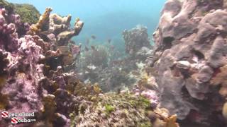 SNORKEL Bucco Reef  Tobago [upl. by Eveivaneg299]