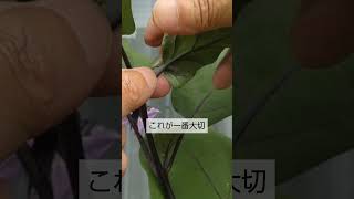 618ナスの芯止め 全体を小さく育てて確実に収穫 プランター栽培ではこれが一番大切 詳しく説明していますのでYouTubeの同じタイトルの本編も見て下さい🙇‍♂️ [upl. by Lehar582]