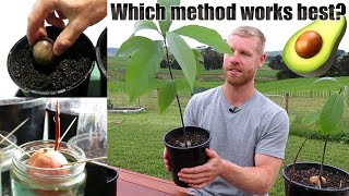 The BEST Way To Grow Avocado From Seed  0  5 Months of Growth [upl. by Nnylg791]