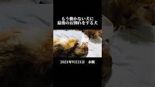 もう動かない犬に最後のお別れをする犬 ミニチュアダックス 16歳 2021年9月21日 過去動画 [upl. by Nathanoj11]