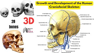 Growth and Development of the Human Craniofacial Skeleton  medical 3D Animation video [upl. by Oenire]