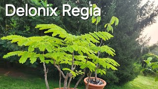 Planters Choice Bonsai Starter Kit  Flame tree and much more [upl. by Summer]