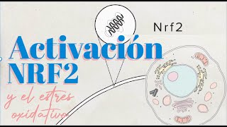 Estrés Oxidativo La Importancia del NRF2 [upl. by Elyag279]