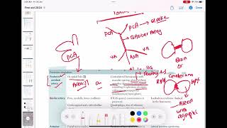 posterior cerebral artery stroke neurology 74  First Aid USMLE Step 1 in UrduHindi [upl. by Karyl144]