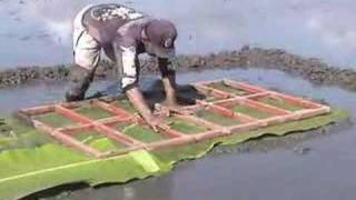 Establishing a modified mat nursery for rice [upl. by Hurlee]