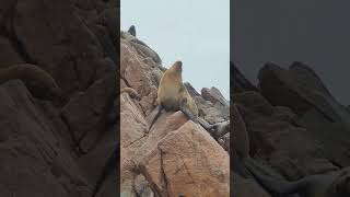 Islas Ballestas en Peru 🇵🇪 [upl. by Eelarual]