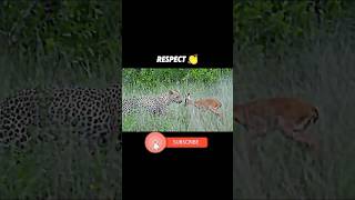 The leopard takes care of the gazelle cubs trending animals viralvideo wildlife leopardgazelle [upl. by Killie593]