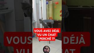 CHAT PERCHÉ 😂🤣😂😂😂 Vidéo Short Drôle Hilarante et Humoristique humour Shorts chats drole [upl. by Reeve]