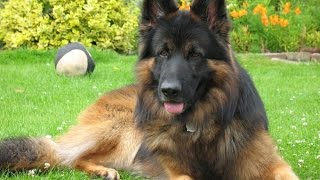 Belgian Shepherd Dog Tervuren [upl. by Hendon]