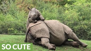 Energetic baby rhino begs mom to play with him [upl. by Cung635]