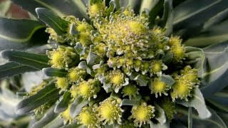 Romanesco Broccoli Fractals Growing Timelapse [upl. by Esinnej]