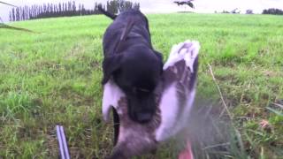 Goose Hunting ganzenjacht in Holland part 2 with browning 725 and field trial labrador [upl. by Madi855]