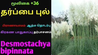 தருப்பை புல்தர்ப்பை புல்தெப்ப புல்Tharpai pulTharuppai pulTheppa pulDesmostachya bipinnata [upl. by Ayekel601]