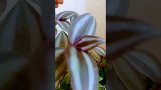 Purple and green combination plants gardening decor ytshorts closetonature indoorplants [upl. by Raveaux]